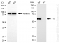 KO-Validated Anti-FTO Rabbit Monoclonal Antibody