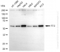 KO-Validated Anti-FTO Mouse Monoclonal Antibody