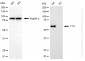 KO-Validated Anti-FTO Mouse Monoclonal Antibody