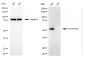 KO-Validated Anti-ALDH1A3 Mouse Monoclonal Antibody