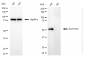 KO-Validated Anti-ALDH1A3 Mouse Monoclonal Antibody
