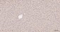 LDHA Recombinant Rabbit mAb