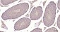 LDHA Recombinant Rabbit mAb