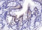 PCYT1A Rabbit pAb