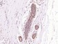 PCYT1A Rabbit pAb